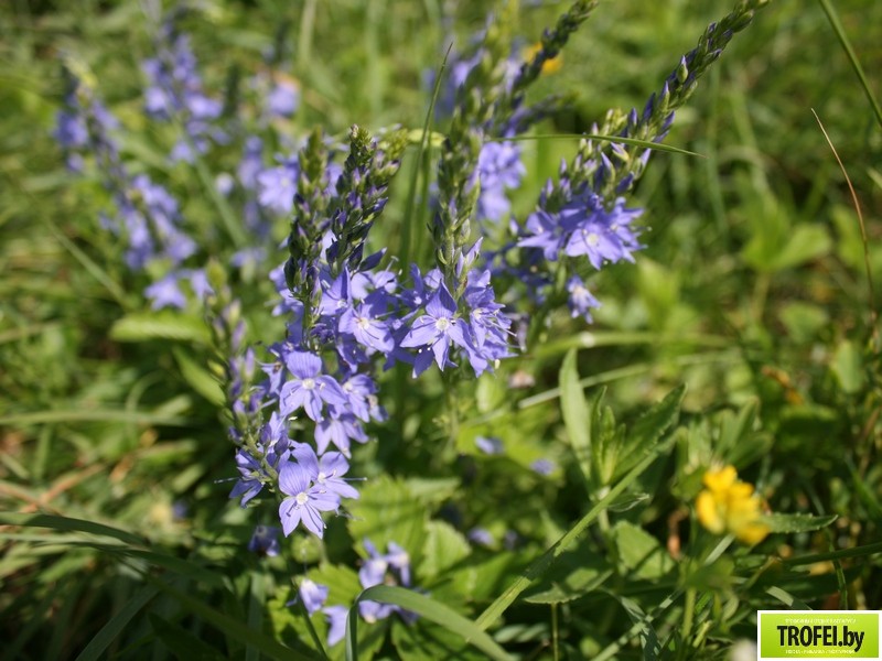 Парк редких растений