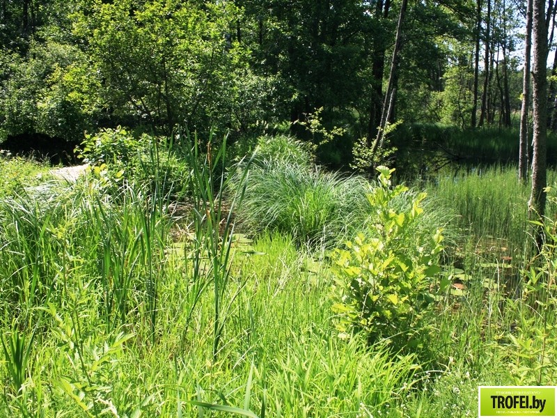 Парк редких растений