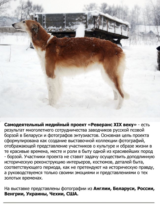 выставка фотографий Русское чудо - борзая