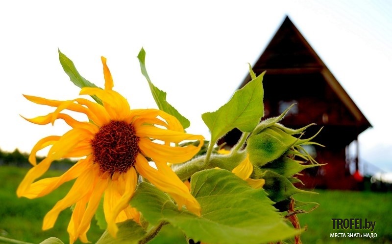 Агроусадьба Подсолнухи